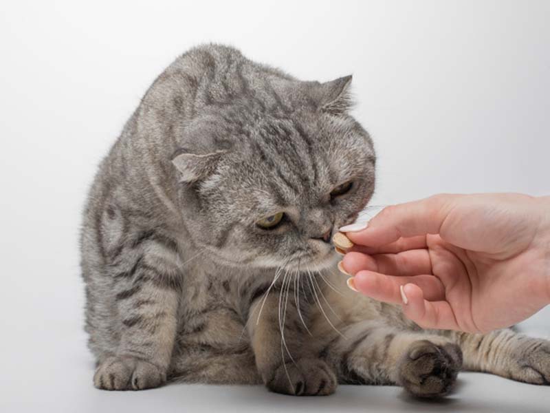 Should I Give My Cat Supplements? | Petindiaonline